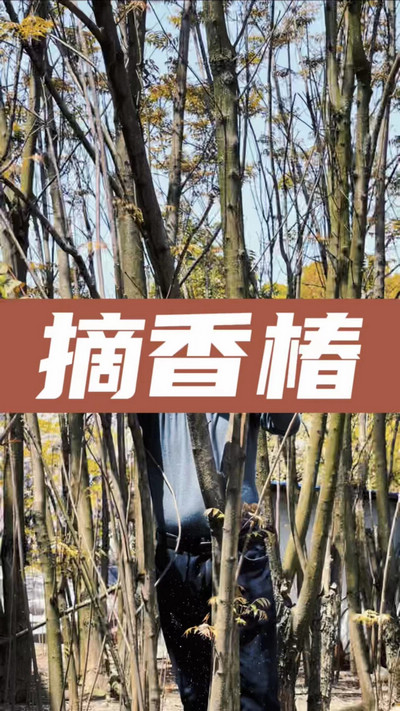 香椿雞蛋有，就缺二兩酒！